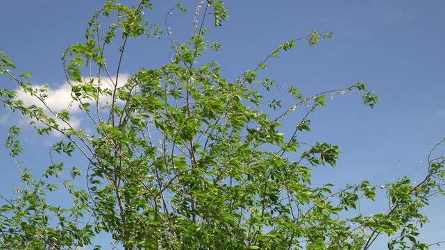 Fresh young green leaves on thin tree branches swaying in the wind, sunny day