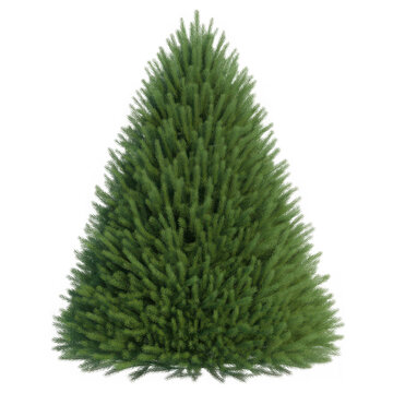 Dense green conical shaped bush or small ornamental tree, isolated on transparent background