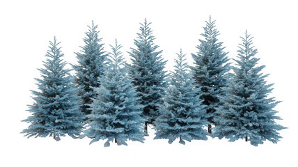 Fototapeta premium Cluster of blue spruce evergreen trees with conical shape and green isolated on transparent background