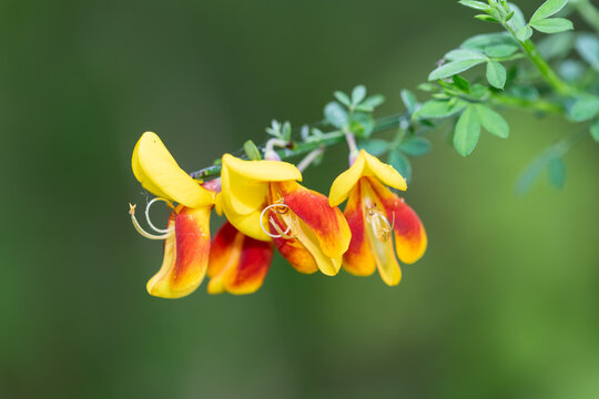 Close up of Scotch broom (cytisus scoparius) flowers in bloom