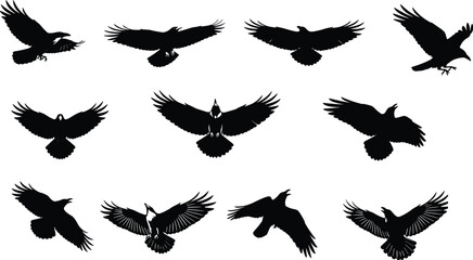 Obraz premium Flying bird silhouette set with spread wings poses, raven and crow shapes isolated on white background vector illustration