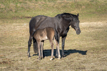 Fototapeta premium Mare and foal standing together in pasture, young horse nursing beside mother in rural field under soft early spring sunlight