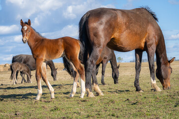 Fototapeta premium Foal standing beside grazing mare in open pasture, herd of horses in rural field under blue sky with clouds in early spring light