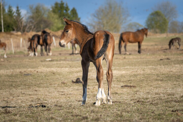 Fototapeta premium Young foal standing in pasture looking back, rear view of small horse in rural field with herd softly blurred in background