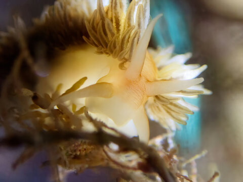 Feather aeolid nudibranch Fiona pinnata macro close up ethereal underwater