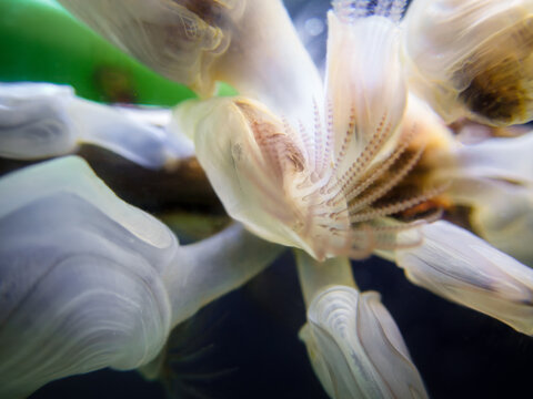 Buoy barnacle Dosima fascicularis feeding appendages macro abstract marine life
