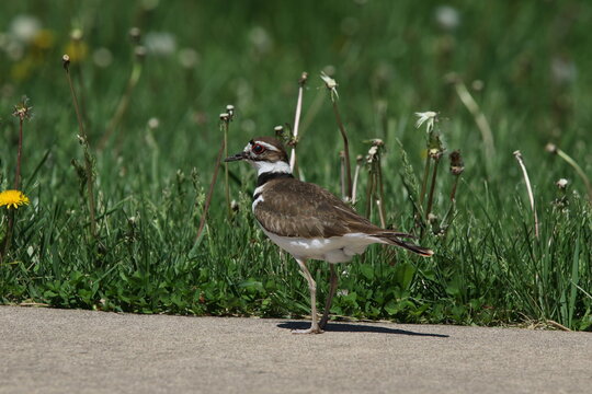 Killdeer on sidewalk.