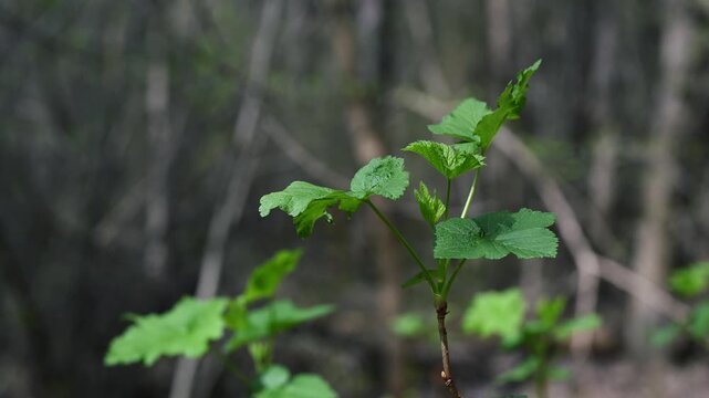 Young blackcurrant leaves on branch in spring sunlight Ribes nigrum 4K 60fps