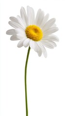 Fototapeta premium pistil. A single daisy flower in full bloom with pristine white petals and a bright yellow center. gardening catalogs, home-decor guides, designed for home decor and floral branding. 