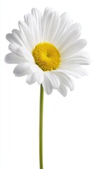 Fototapeta premium pistil. A single daisy flower in full bloom with pristine white petals and a bright yellow center. gardening catalogs, home-decor guides, designed for home decor and floral branding. 