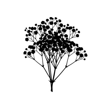 Silhouette of delicate babys breath flower against a white backdrop, elegant and detailed.
