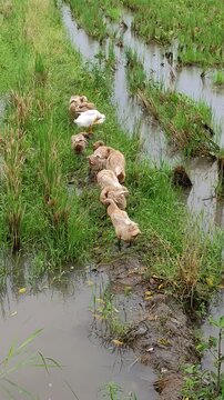 A group of ducks walking in a row and foraging for food in a muddy rice field.