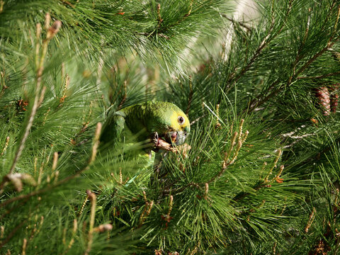 A green ring-necked parakeet (Psittacula krameri), accustomed to an urban environment, feeds on pine nuts collected from a pine cone in the crown of a maritime pine tree.