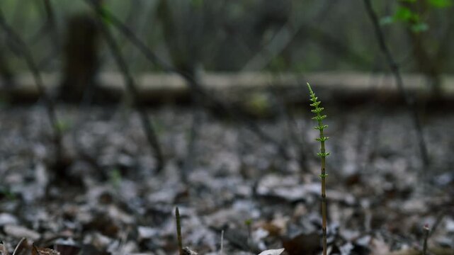 Young horsetail sprout in forest floor spring macro Equisetum arvense 4K 60fps