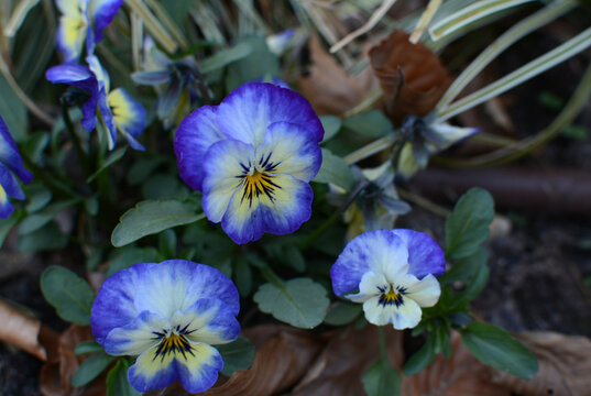 
Floral background. Pansies. Perfect composition.