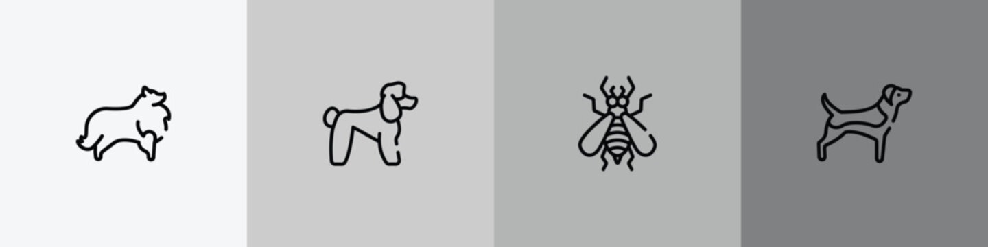 dog breeds fullbody outline icon set featuring sheltie, poodle, null, beagle icons.