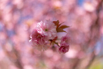 Fototapeta premium Soft pink cherry blossoms blooming on tree branches under bright spring sunlight, creating a dreamy natural background with delicate bokeh