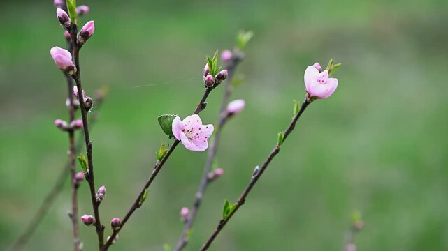Green hairstreak butterfly on peach blossom spring macro Callophrys rubi Prunus persica 4K 60fps