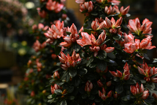 
Azalea flower. Floral background. Houseplants.
