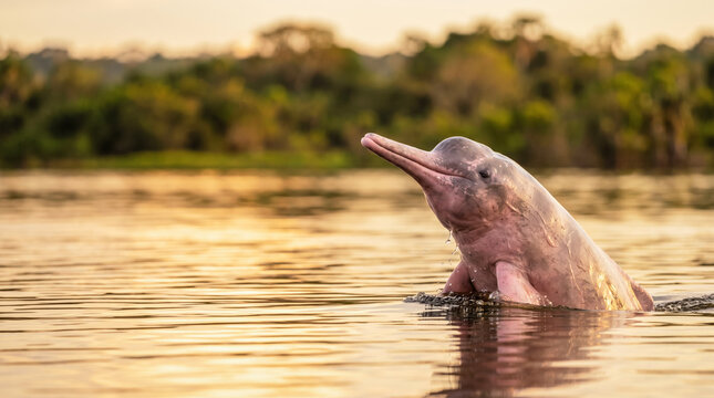 Pink river dolphin emerging from water at sunset