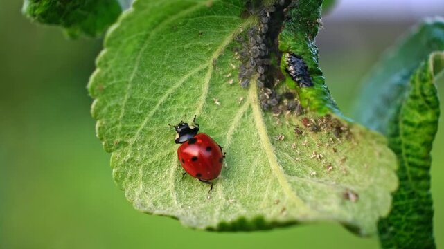 Ladybug and aphid on leaf. Insects pests affect plant, garden and orchard. Eat leaves and fruits of plants. Protection from vermin and diseases. The cycle of life in nature. High quality 4k footage.