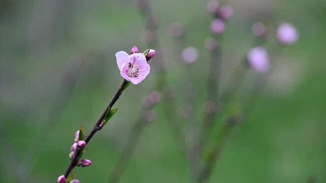 Peach blossom branch in spring macro Prunus persica soft bokeh 4K 60fps