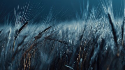 Fototapeta premium Close up of ripening cereal spikes in a rural field at dusk, cool blue tones and soft focus creating a moody, serene agricultural texture and ethereal evening atmosphere