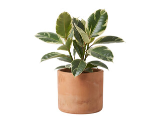 Obraz premium Small potted plant with green and white leaves in terracotta pot on white background transparent background