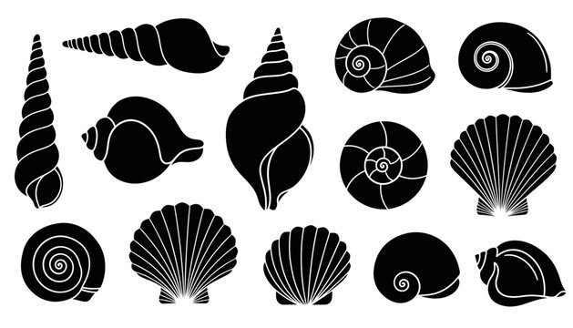 minimalist vector illustration ocean marine seashells coastal graphic