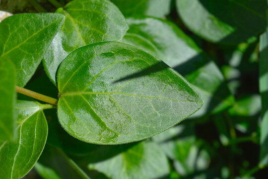 Shiny green oval leaves of a bigleaf periwinkle plant growing outdoors in the sunlight - latin name - Vinca major