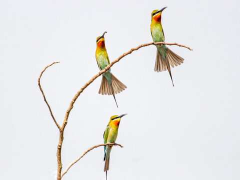 View of three colorful bee-eaters perched on a dry tree branch against a bright white sky in Joypurhat, Rajshahi Division, Bangladesh.