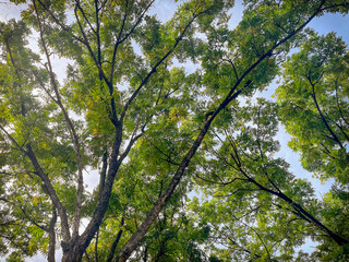 Obraz premium Beautiful Sky with Fluffy Clouds and a Distant Tree Branch