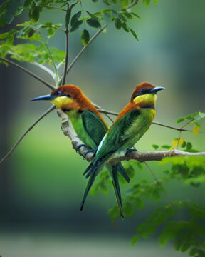 View of two chestnut-headed bee-eaters with vibrant plumage perched on a tree branch against a soft green background in Joypurhat, Rajshahi Division, Bangladesh.