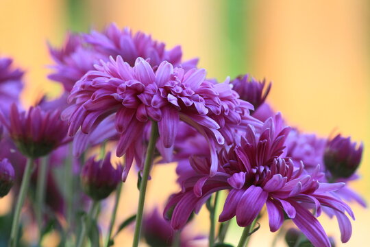 Chrysanthemums in the garden, close-up