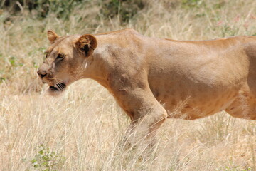 lion and lioness © Sanne