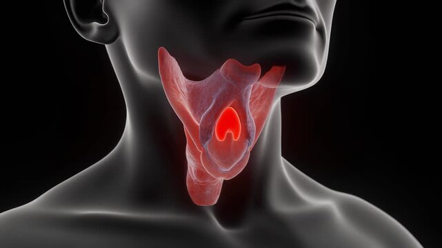 Anatomical illustration of human larynx and thyroid gland isolated in semi-transparent throat view for medical education and clinical reference, illustrating vocal structure and endocrine anatomy