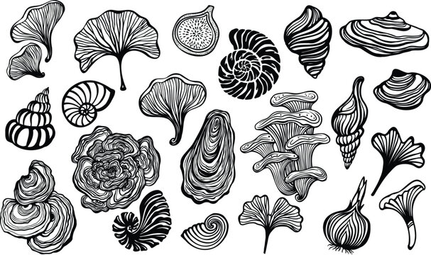 Black and white organic vector set featuring sea shells mushrooms ginkgo leaves and botanical line art elements