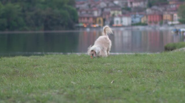 Adorable little havanese dog playing fetch, running on grass and catching a colorful toy ball