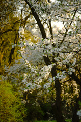 Fototapeta premium Spring park