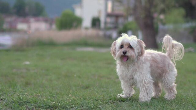 Adorable happy dog running on the grass, jumping to catch a colorful ball, and bringing it back