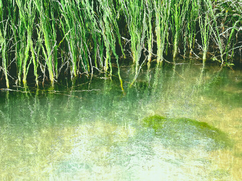 green grass reeds in water with reflections and ripples