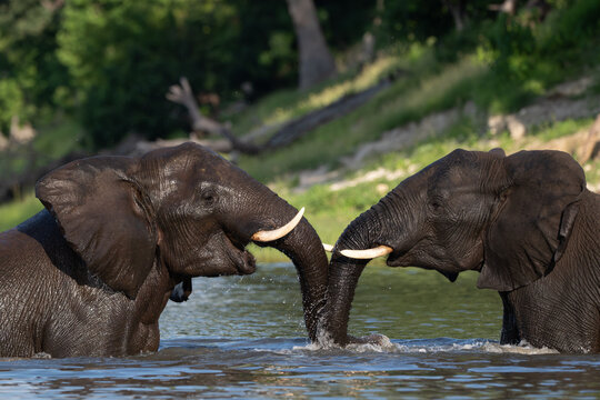 Two African elephants playing in the Chobe River in Chobe National Park