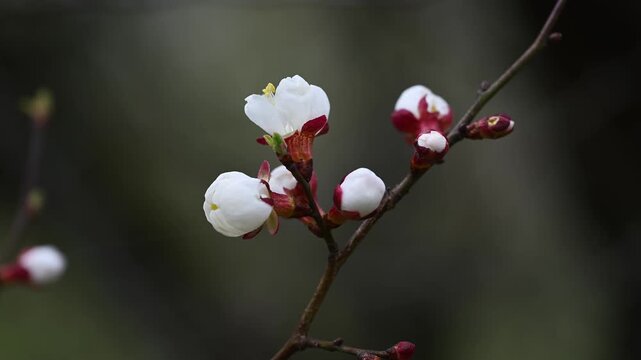 Apricot Buds and Blossoms Prunus armeniaca on Spring Branch Close Up 4K 60fps