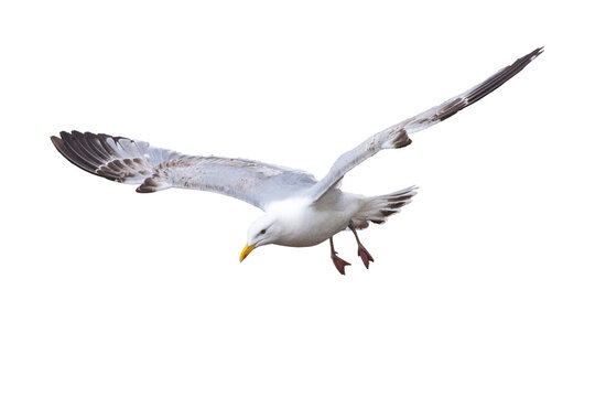 herring gull in flight