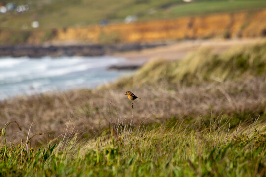 Female stonechat by the sea
