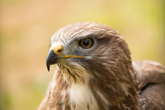 Buzzard (close up)