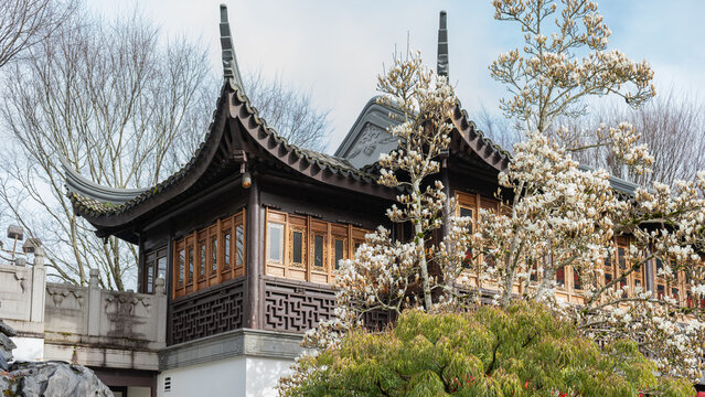 View of Lan Su Chinese Garden featuring traditional architecture and blooming magnolia trees under an overcast sky in Portland, Oregon, United States.