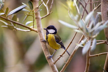 Great tit in a garden  © Mondo