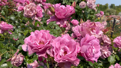Fototapeta premium Photo of beautiful lilac rose flowers in nature in sunny botanical garden. Buds of flowering plants. Picture for notebook cover, copybook, postcard or calendar.