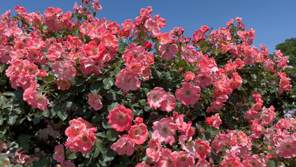 Fototapeta premium Photo of beautiful pink rose flowers in nature in sunny botanical garden. Buds of flowering plants. Picture for notebook cover, copybook, or calendar. Wild rosehip.